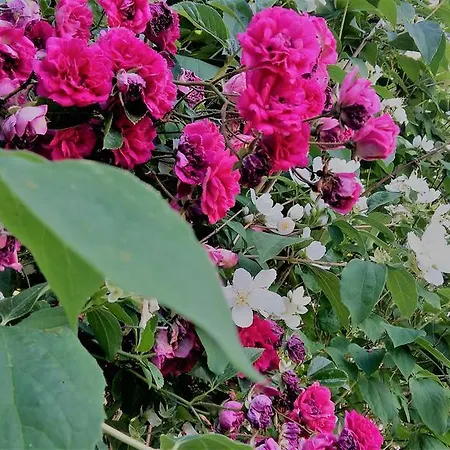The Romantic Suites & Garden (adults Only) 게스트하우스 신트라
